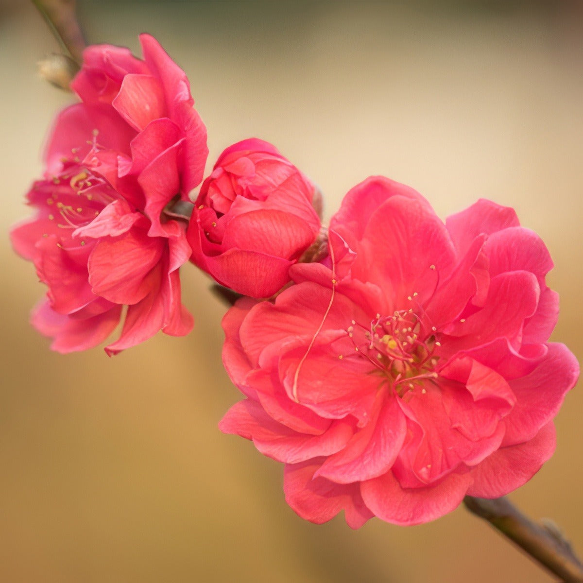Prunus Magnifica Treprumag - Garden Express Australia