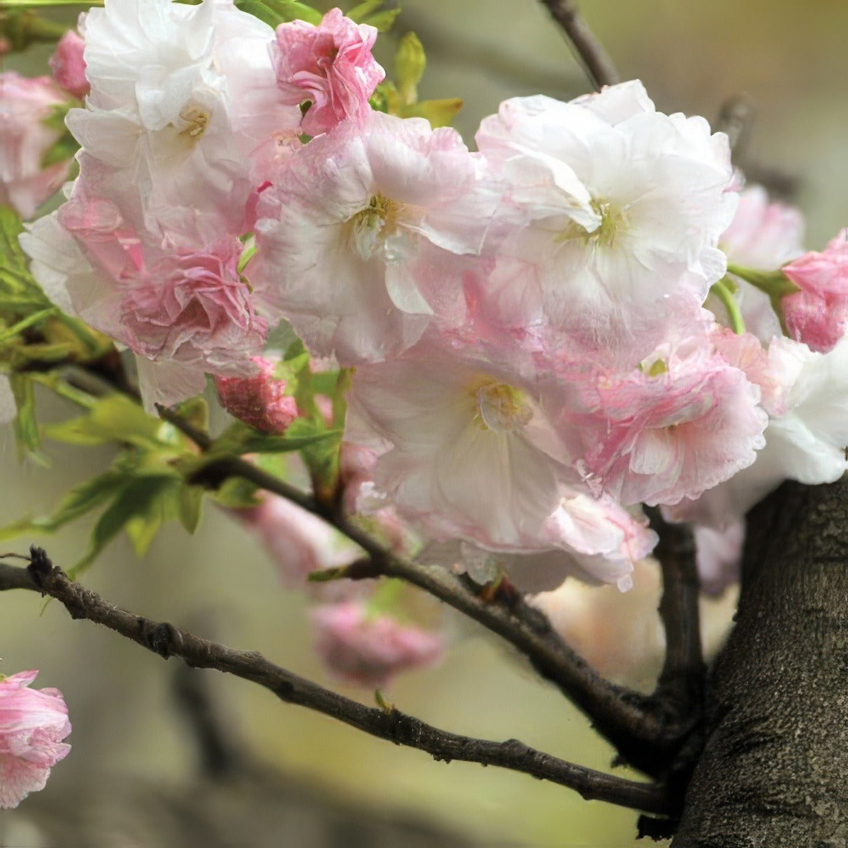 Prunus Serrulata Shimidsu Sakata 19 Treprushs - Garden Express Australia