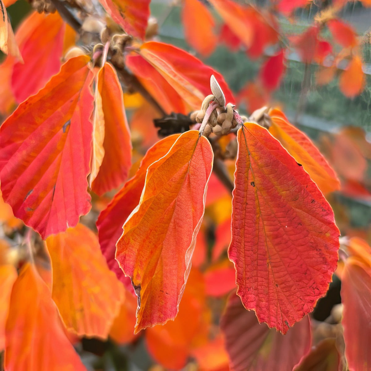 Witch Hazel Arnolds Promise G1 - Garden Express Australia