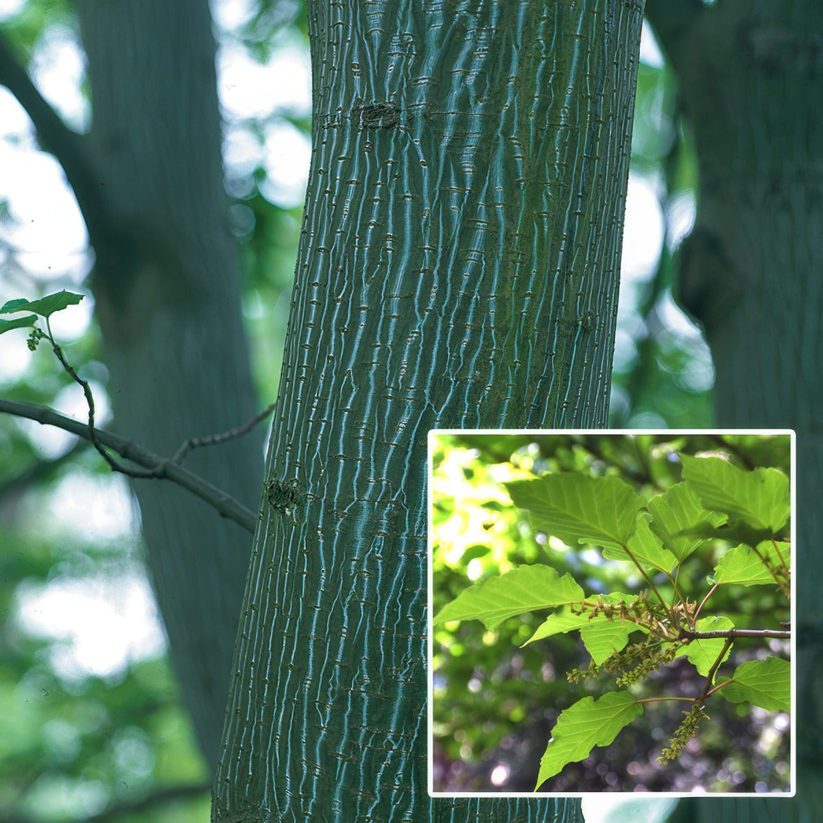 Acer Hers Snakebark Maple Tseacehsn - Garden Express Australia