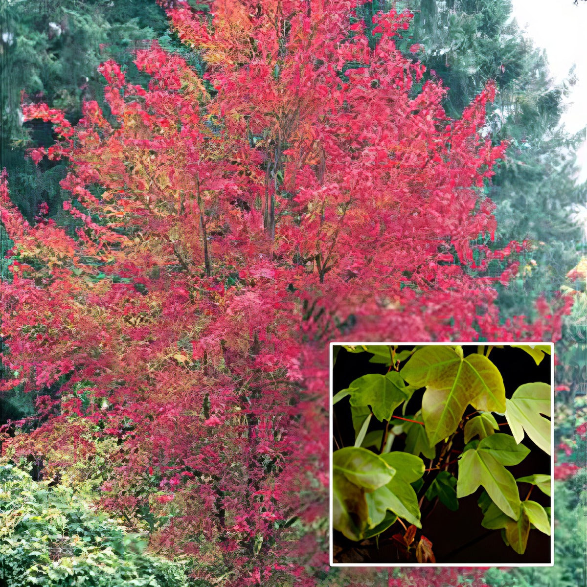 Acer Trident Maple Pplacetma - Garden Express Australia