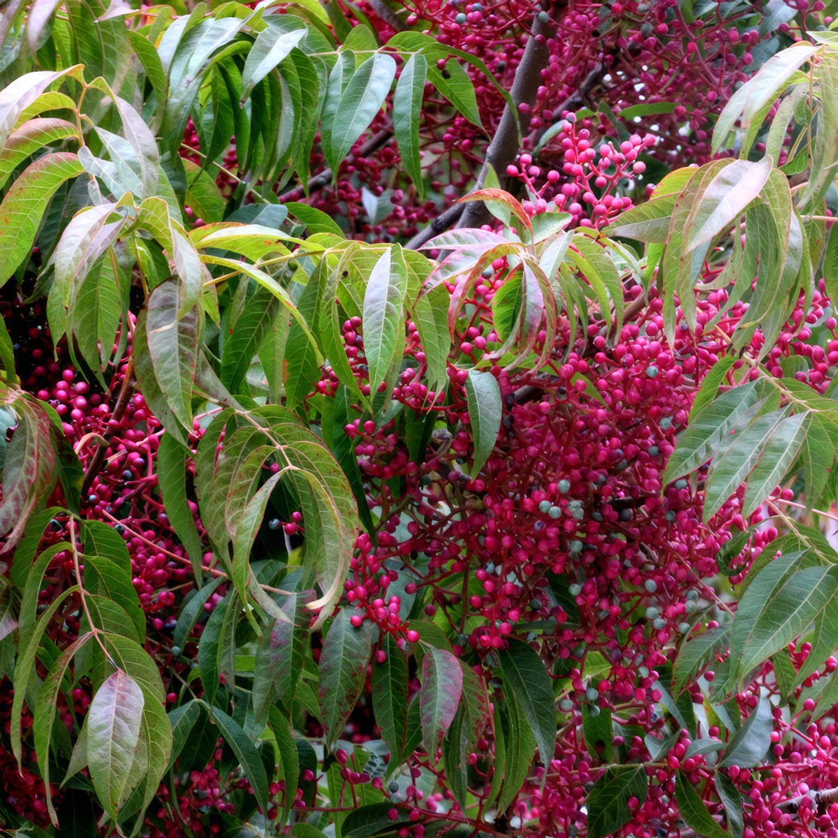 Chinese Pistachio Foliage And Fruit - Garden Express Australia