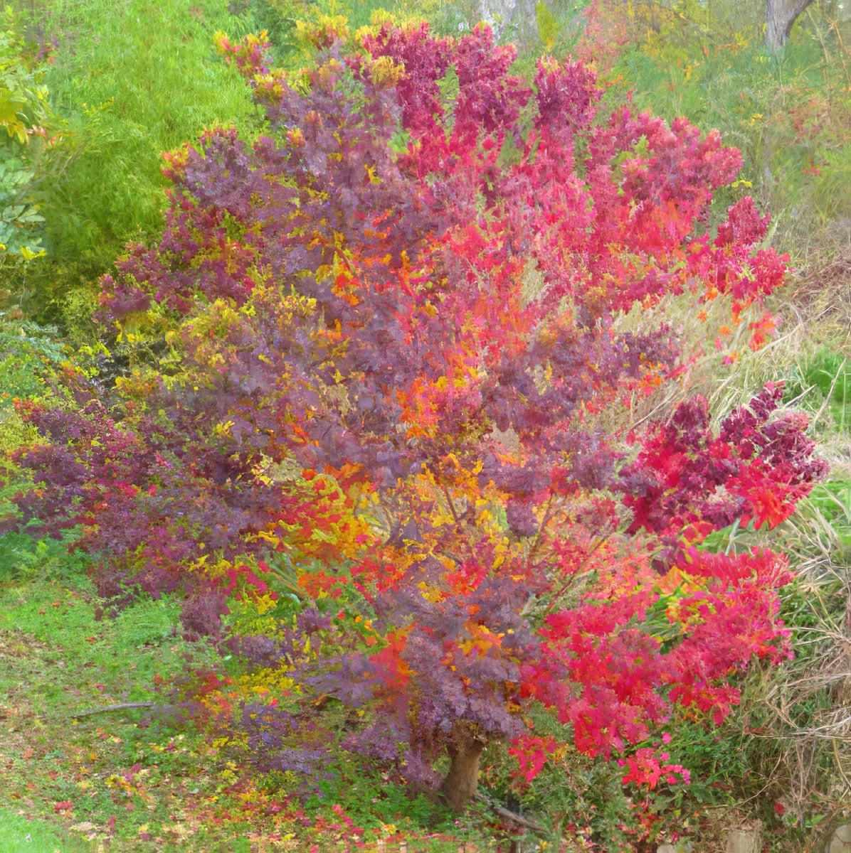 Tallow Tree Courtesy Flickr Slider5 Bill Parker 13 - Garden Express Australia