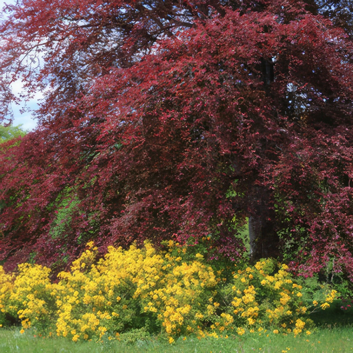 Copper Beech 16 - Garden Express Australia
