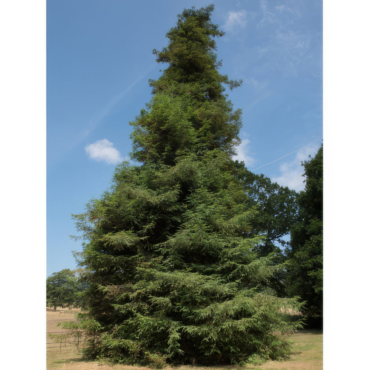 Dawn Redwood Tsedawrwo - Garden Express Australia