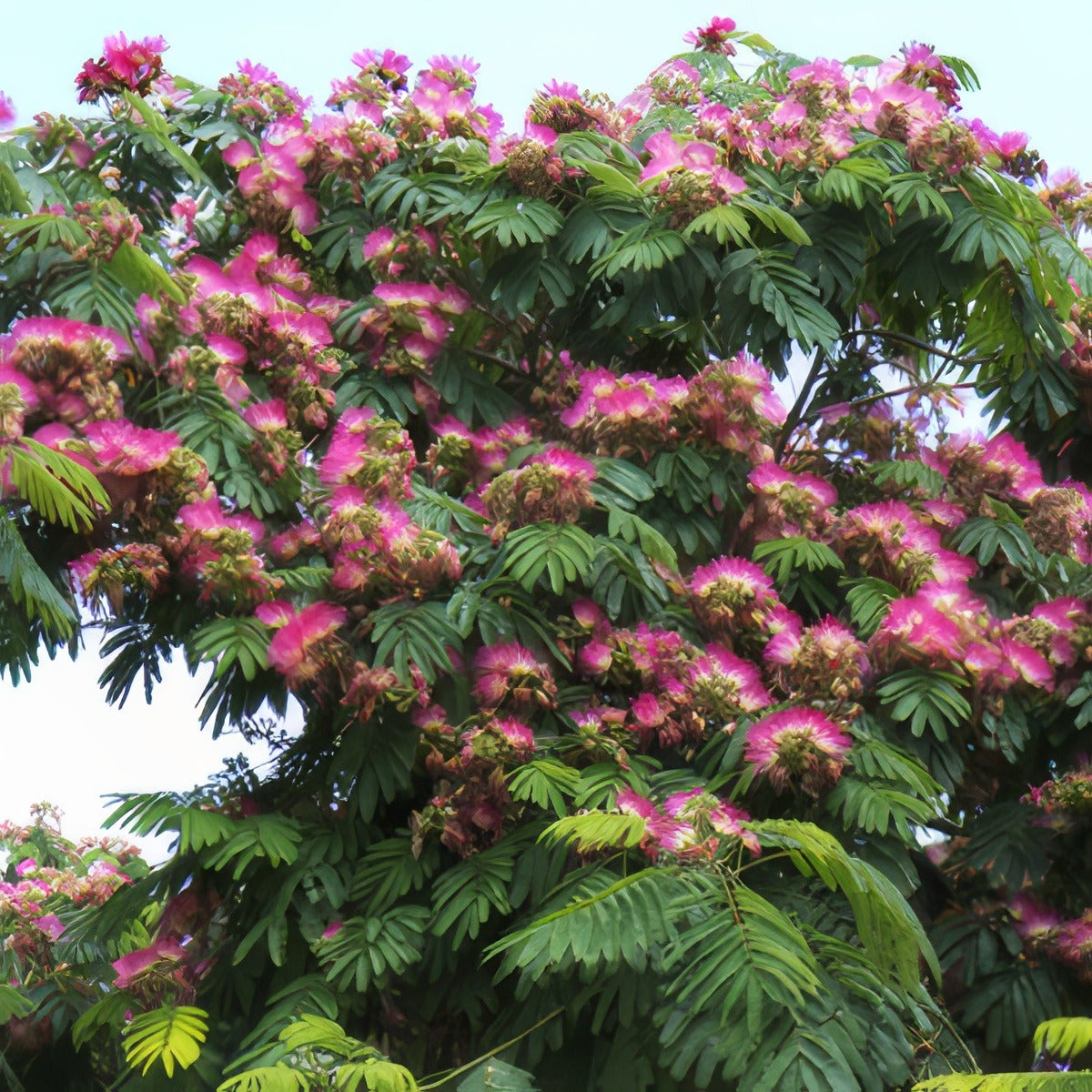 Persian Silk Tree 15 St 185405333 - Garden Express Australia