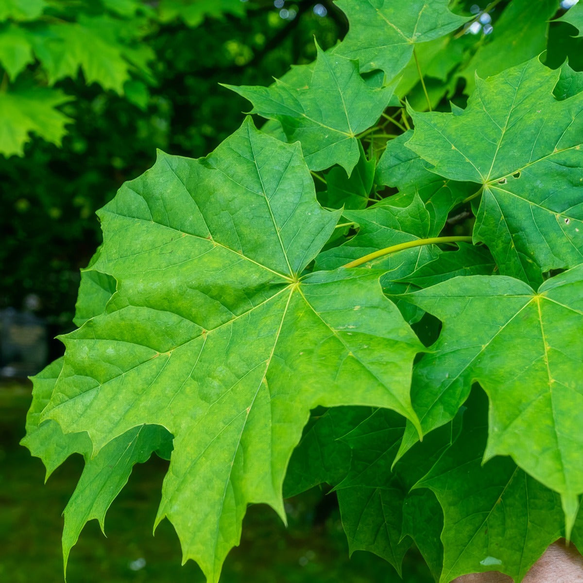 Sugar Maple Foliage - Garden Express Australia