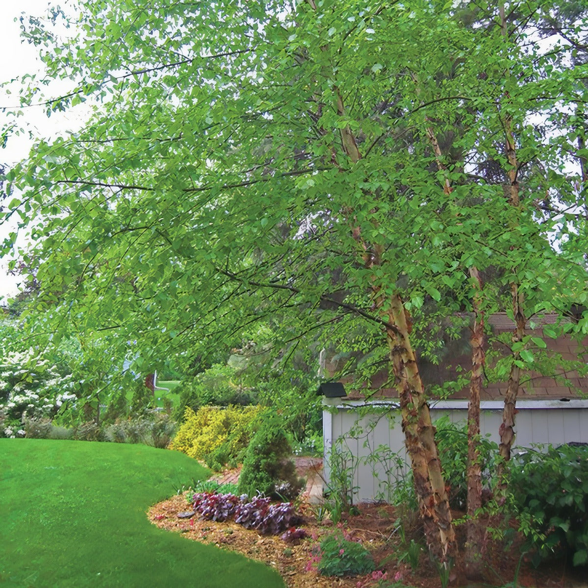 Tropical Birch 25 Tsetrobir - Garden Express Australia