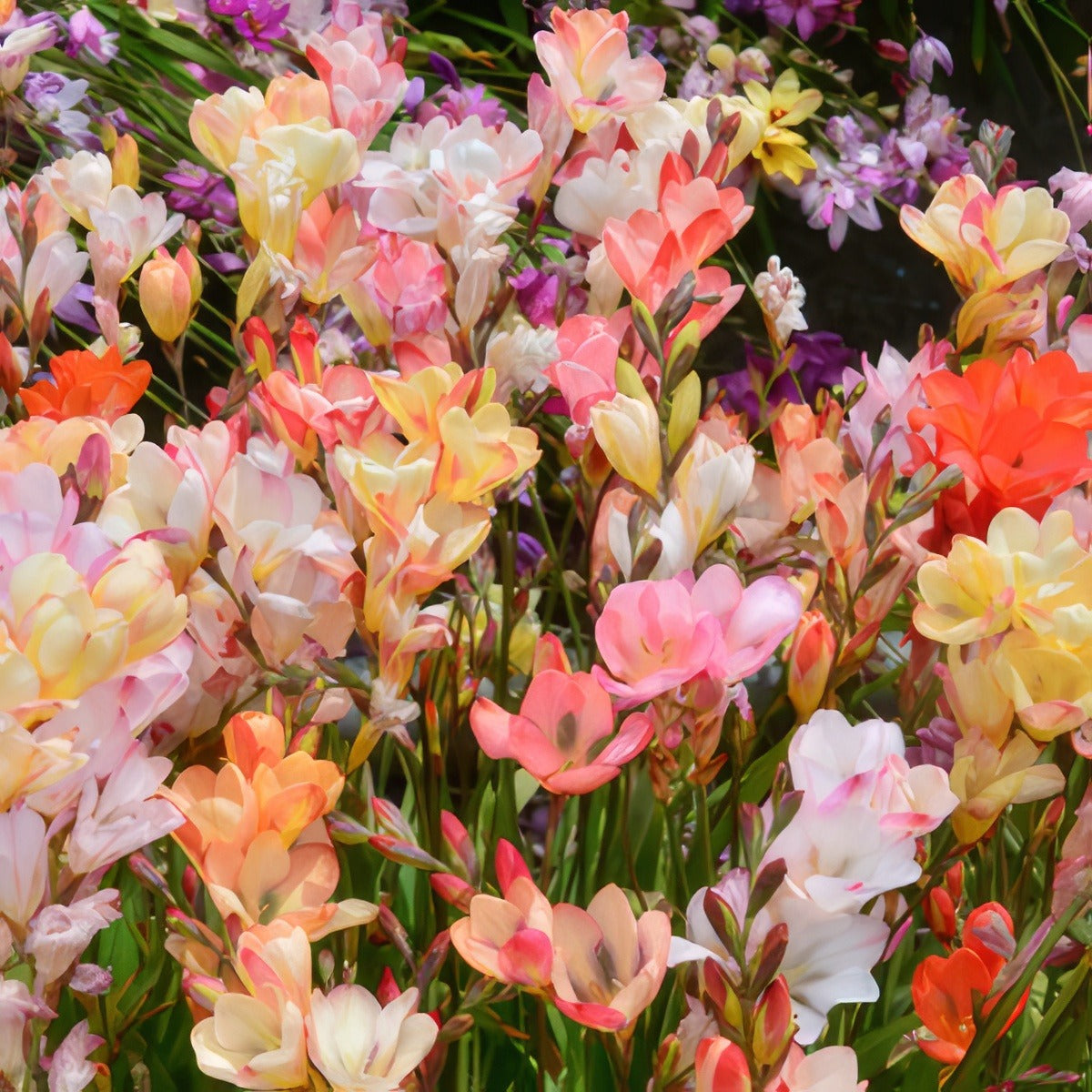 Tritonia Pastel Mixed 2025 Pktripmx - Garden Express Australia