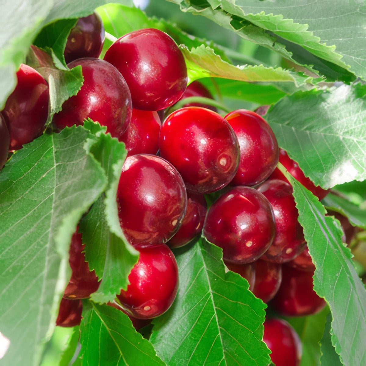 Trixzie Black Cherry St 196120289 15 - Garden Express Australia