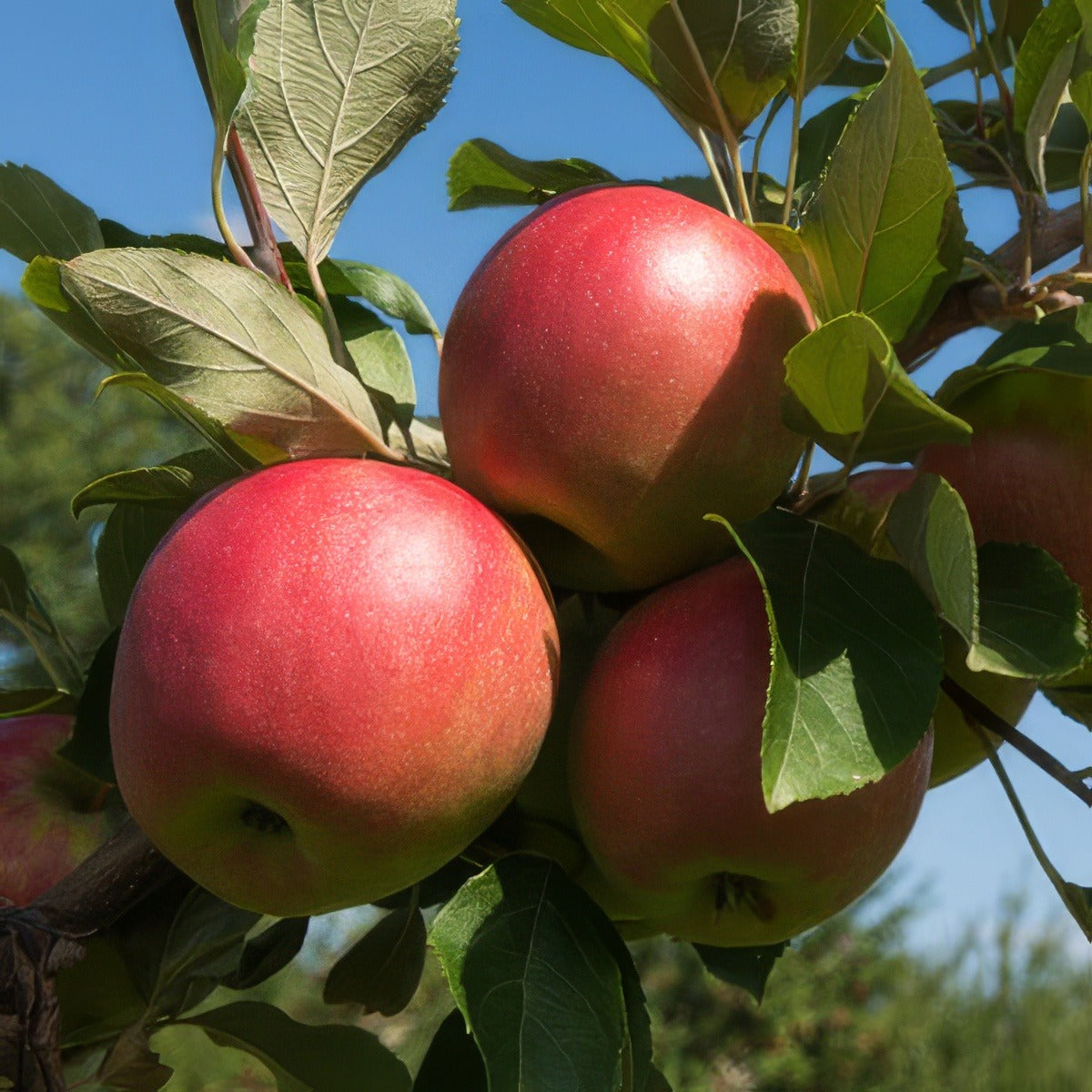 Trixzie Apple Gala St 214891924 - Garden Express Australia