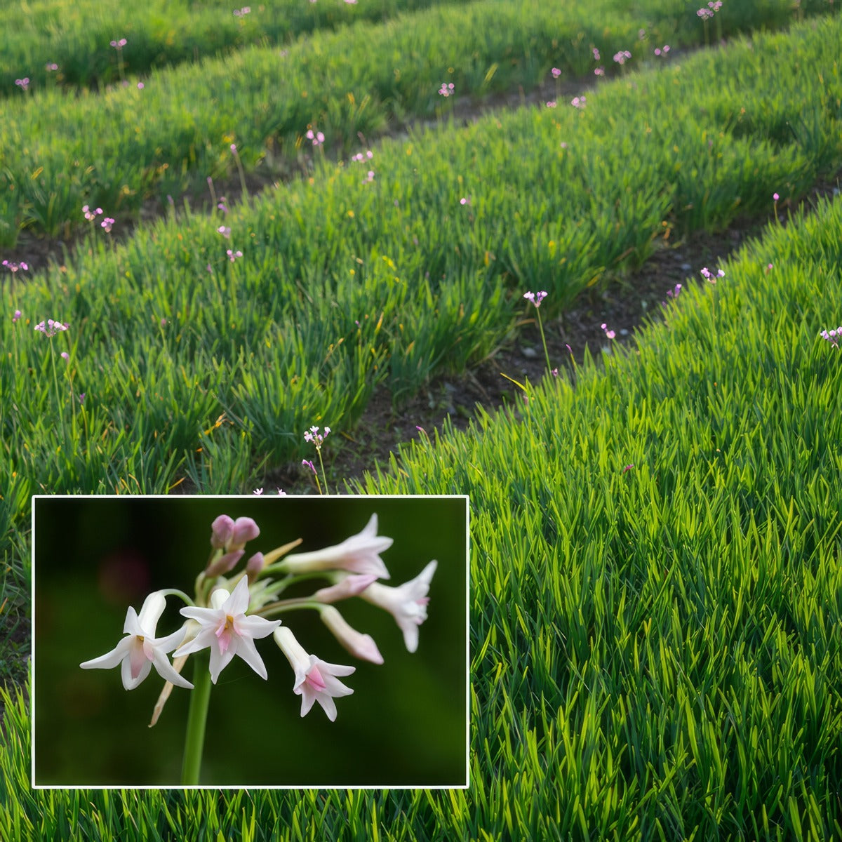 Tulbaghia Alba Lpotulalb - Garden Express Australia