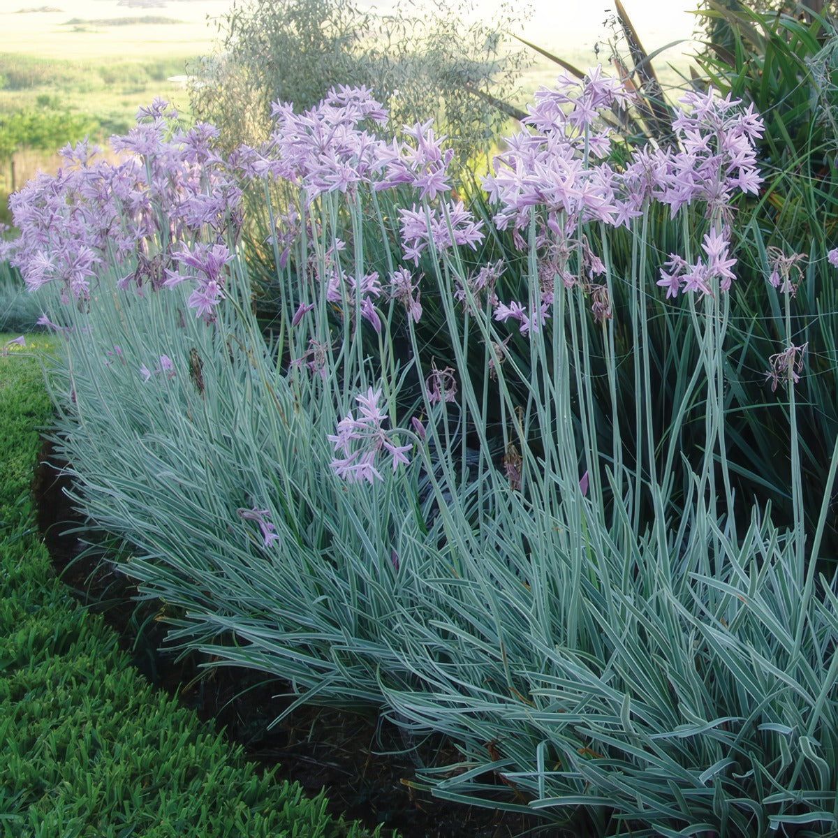 Tulbaghia Variegated Society Garlic Ppltulvsg - Garden Express Australia