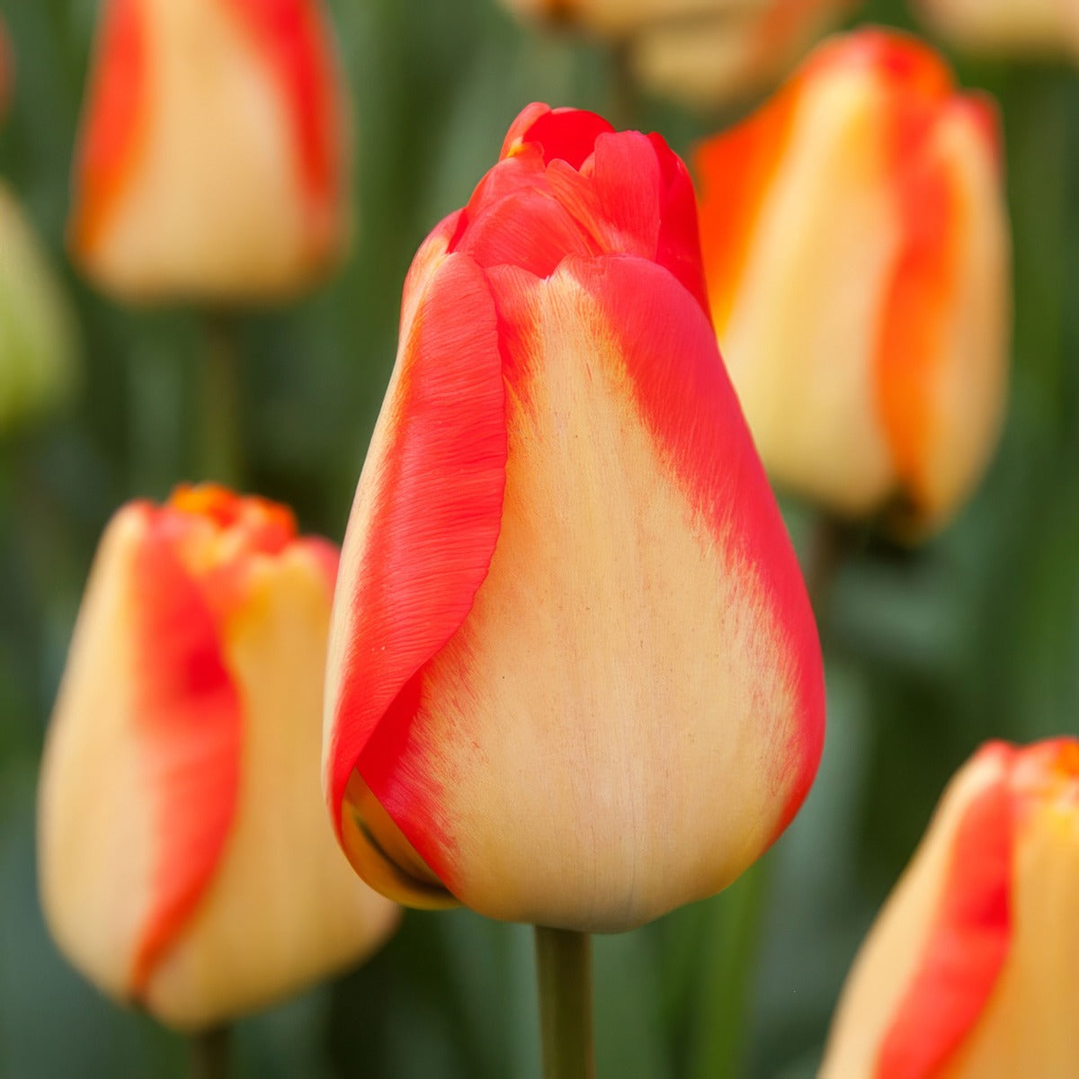 Tulip American Dream 2 Pktuladr 2026 - Garden Express Australia
