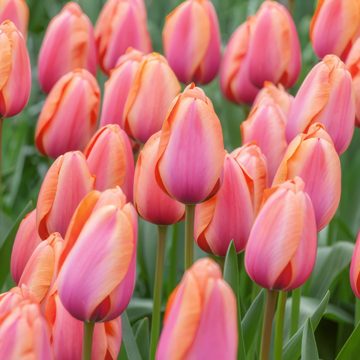 Tulip Apricot Impression Pktulaim 2020 - Garden Express Australia