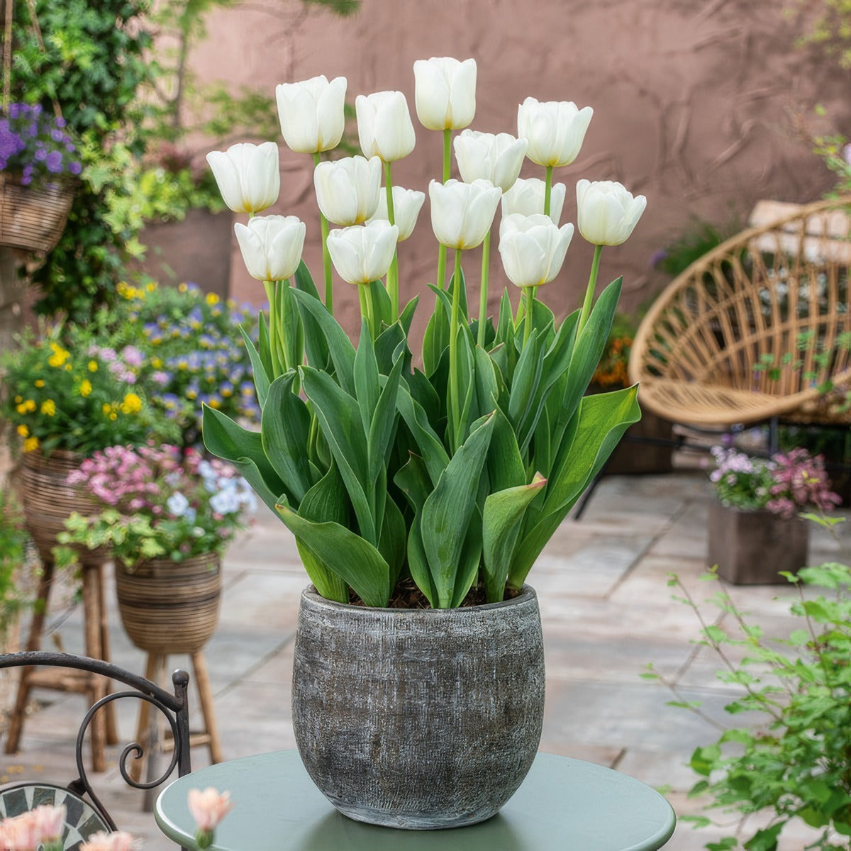 Tulip Antarctica 3 Pktulant 2026 - Garden Express Australia