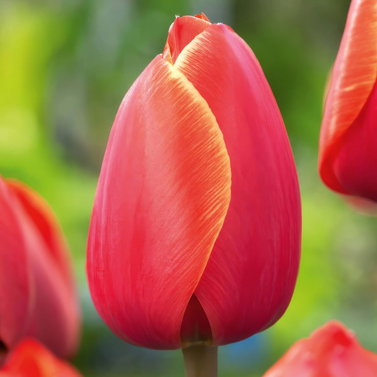Tulip Ad Rem 3 Pktulare 2026 - Garden Express Australia
