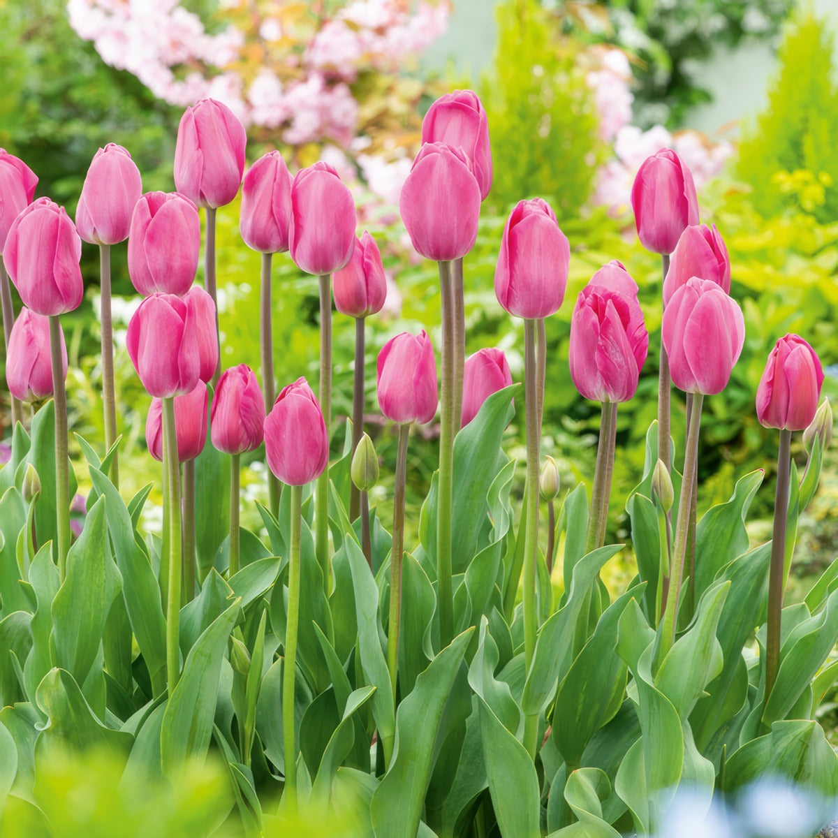 Tulip Barcelona 2 Pktulbar 2026 - Garden Express Australia
