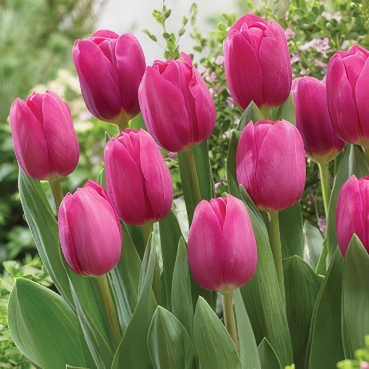 Tulip Barcelona Pktulbar 2017 - Garden Express Australia