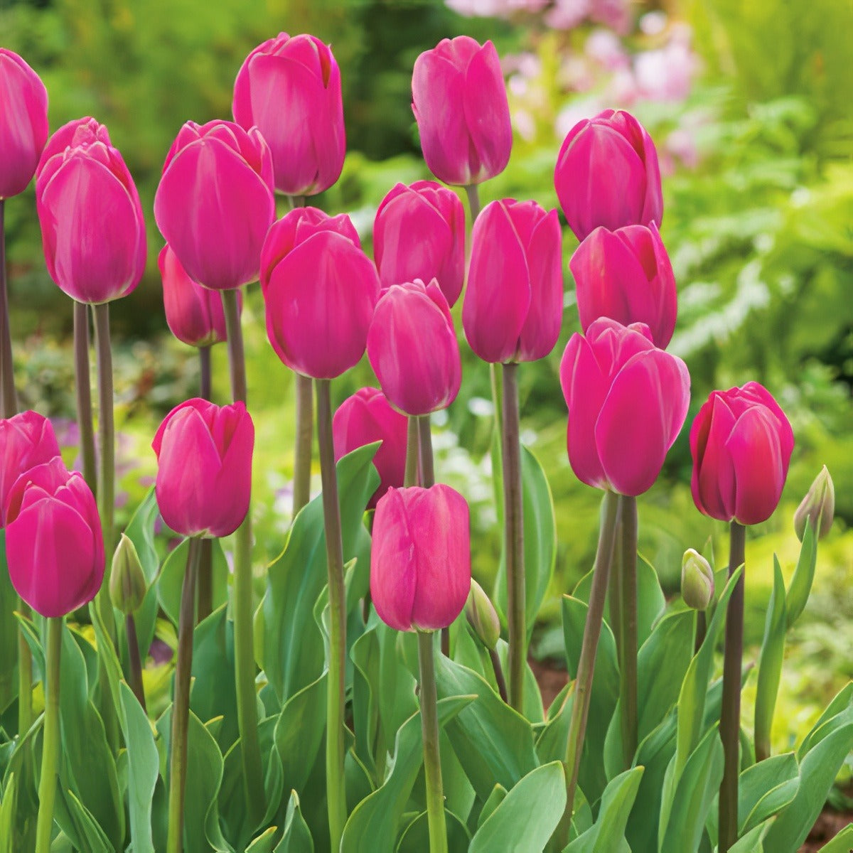 Tulip Barcelona Pktulbar 2020 - Garden Express Australia