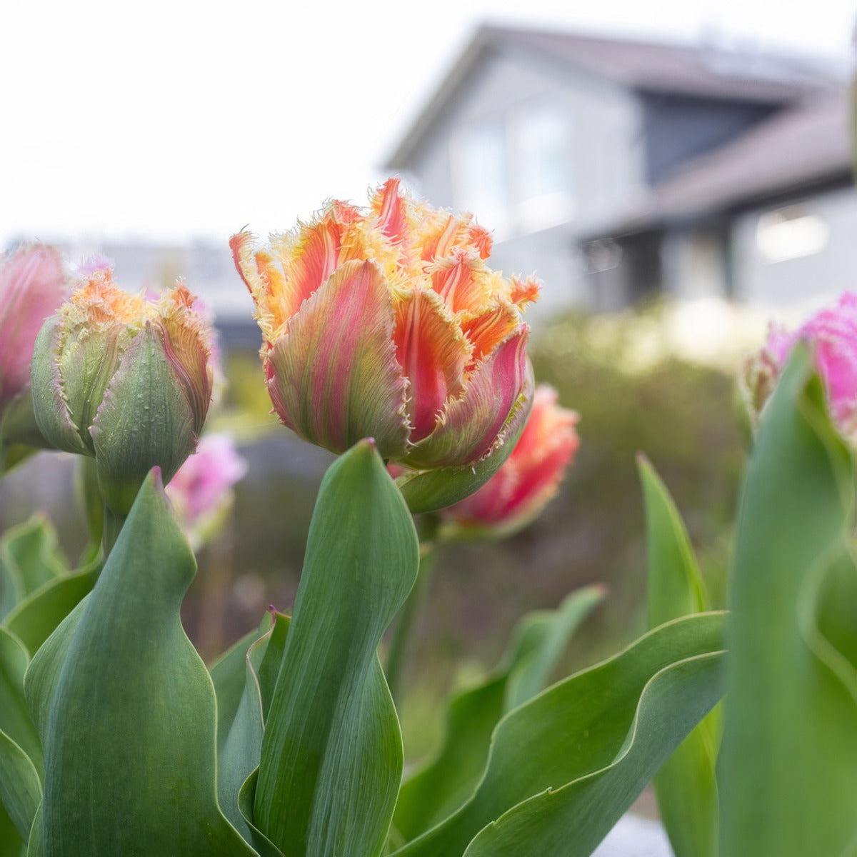 Tulip Brisbane 3 Pktulbri 2026 - Garden Express Australia