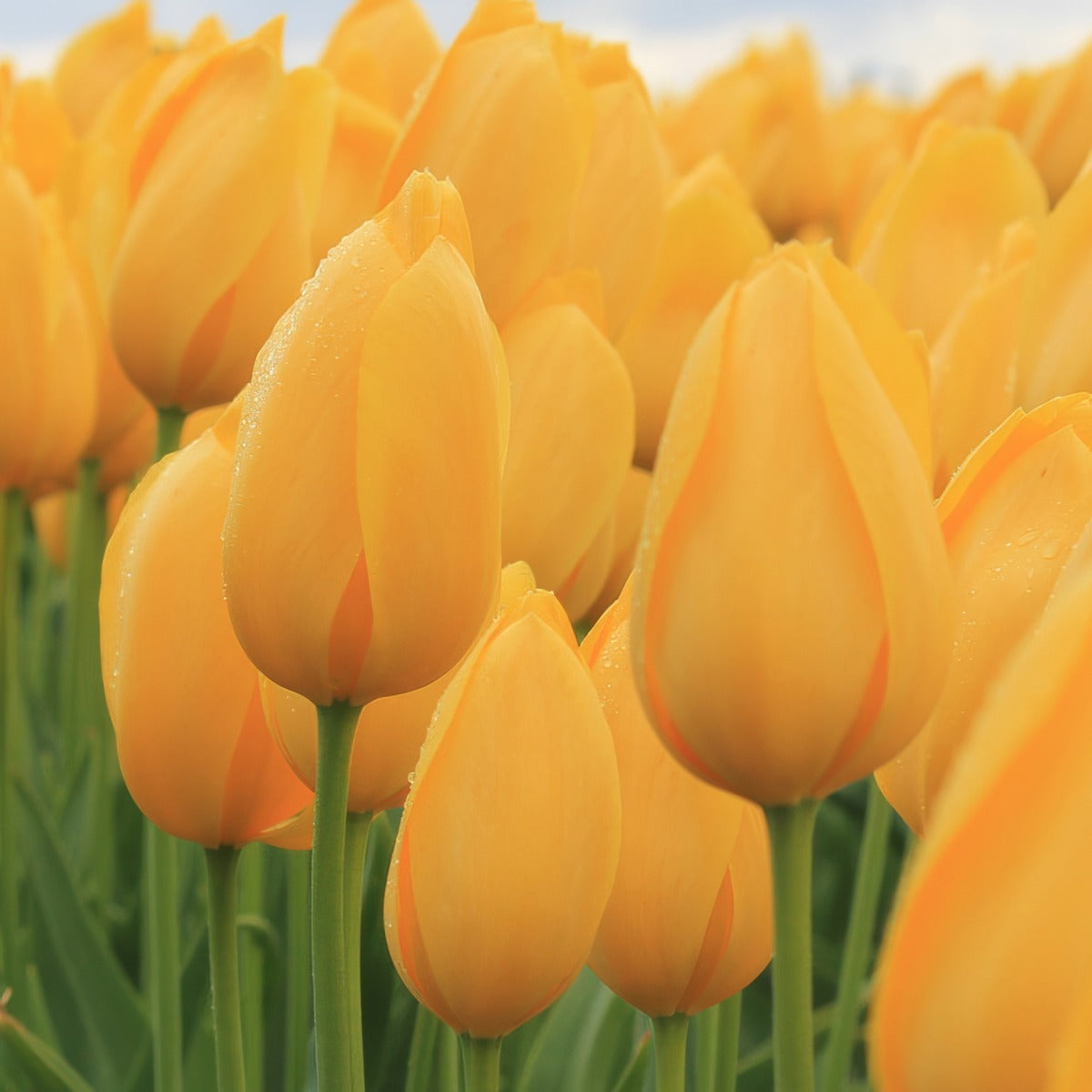Tulip Big Smile 2 Pktulbsm 2026 - Garden Express Australia