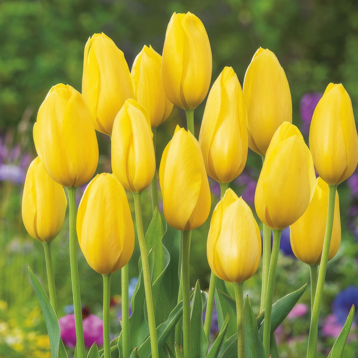 Tulip Big Smile Pktulbsm 2022 - Garden Express Australia