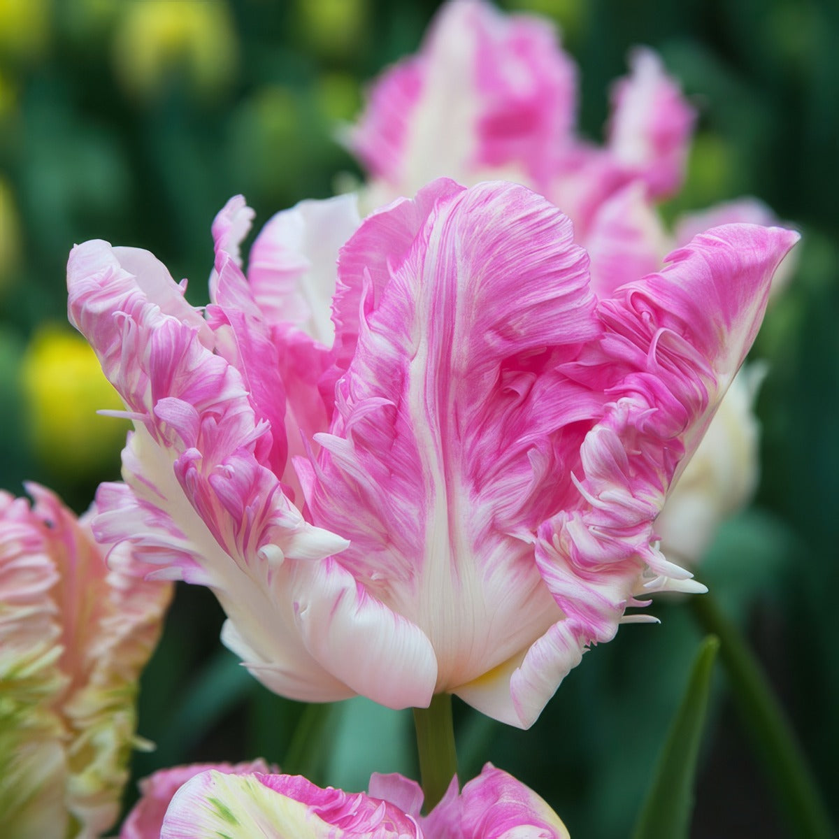 Tulip Cabanna Pktulcab 2026 - Garden Express Australia