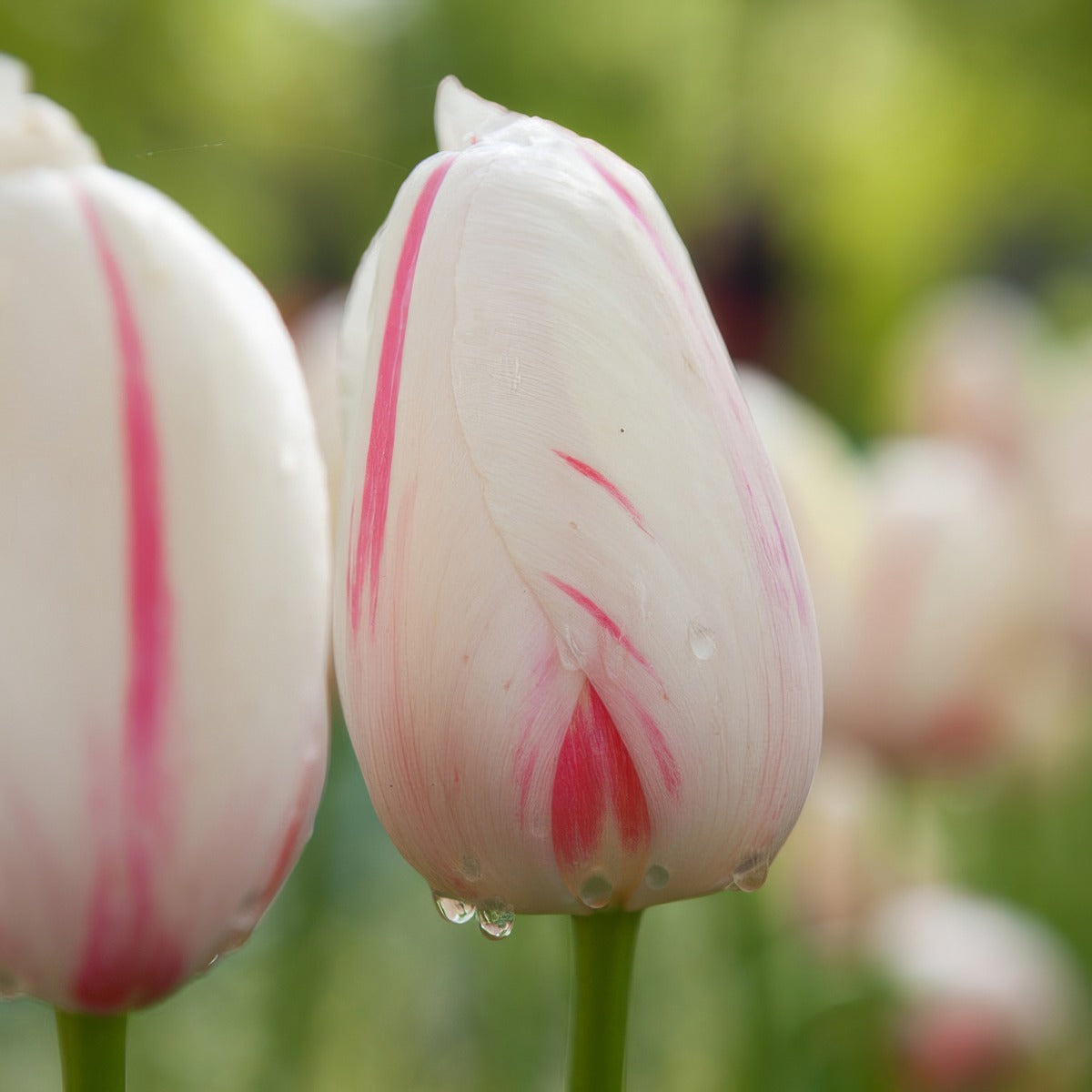 Tulip Camargue 2 Pktulcam 2026 - Garden Express Australia