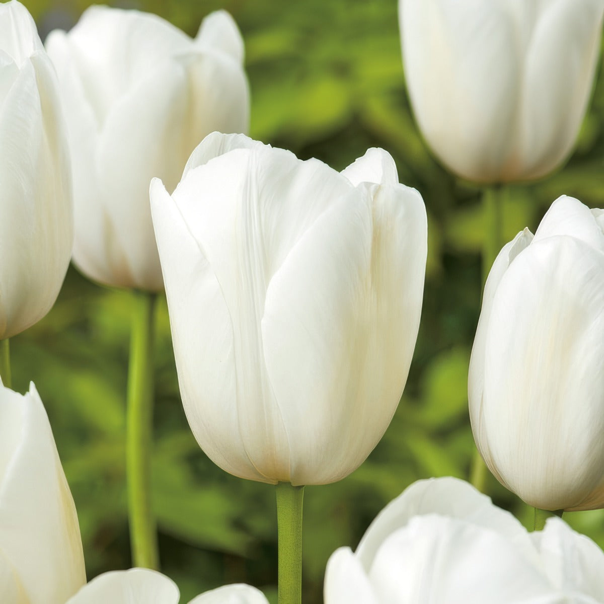 Tulip Clearwater Pktulce - Garden Express Australia