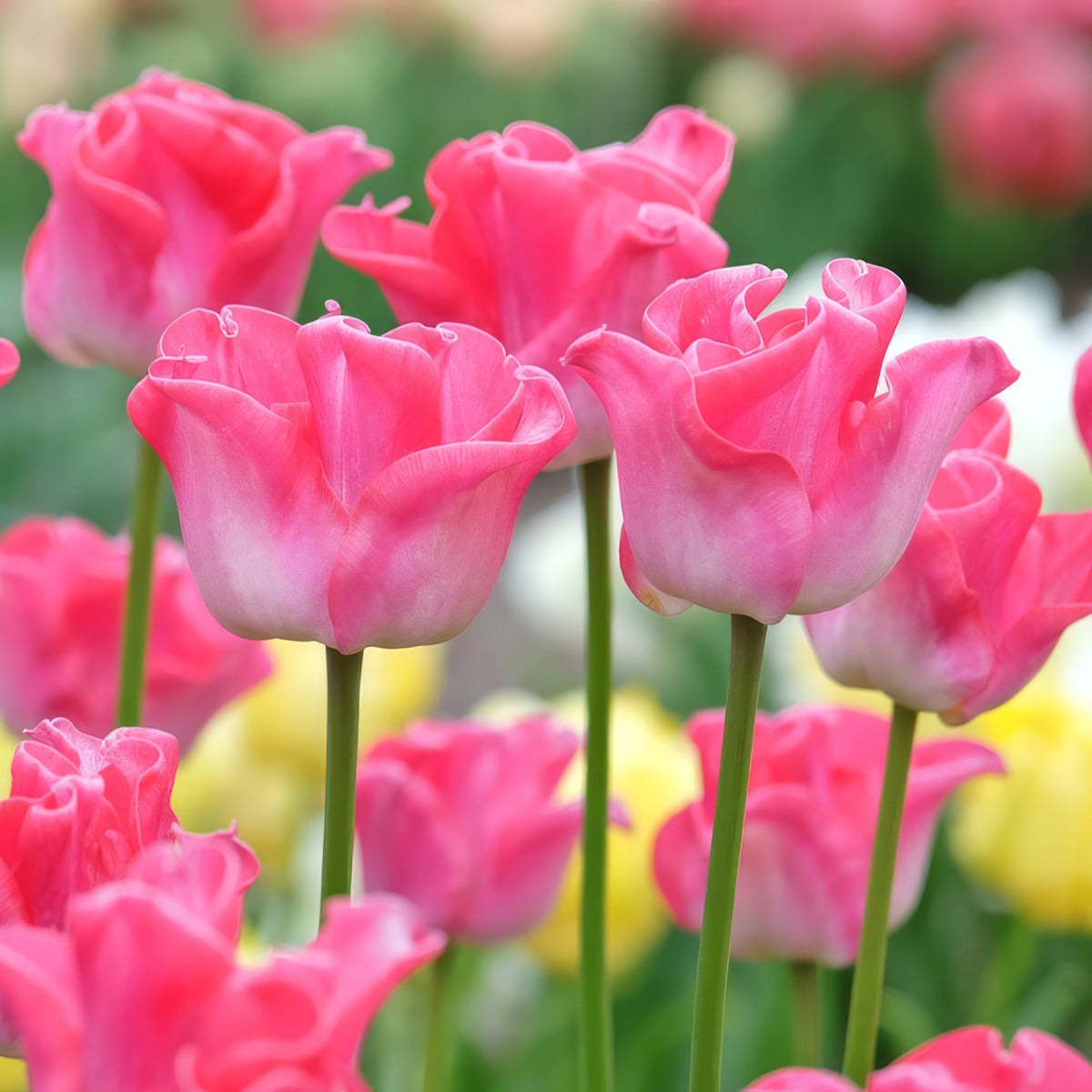 Tulip Crown Of Dynasty 3 Pktulcod 2026 - Garden Express Australia
