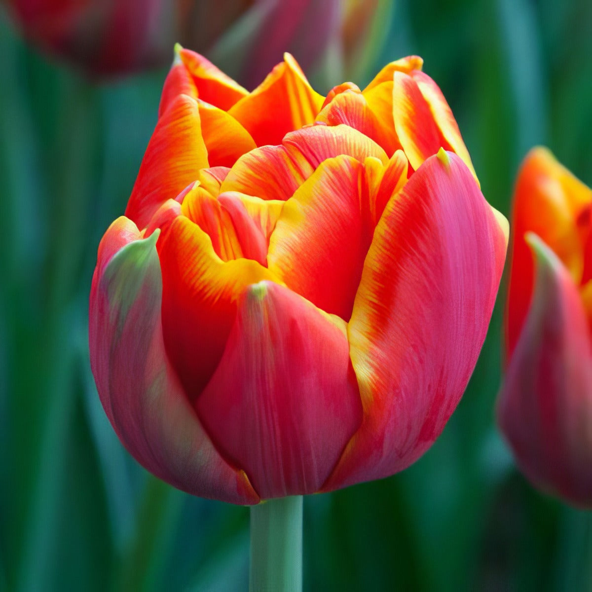 Tulip Crossfire Pktulcro - Garden Express Australia