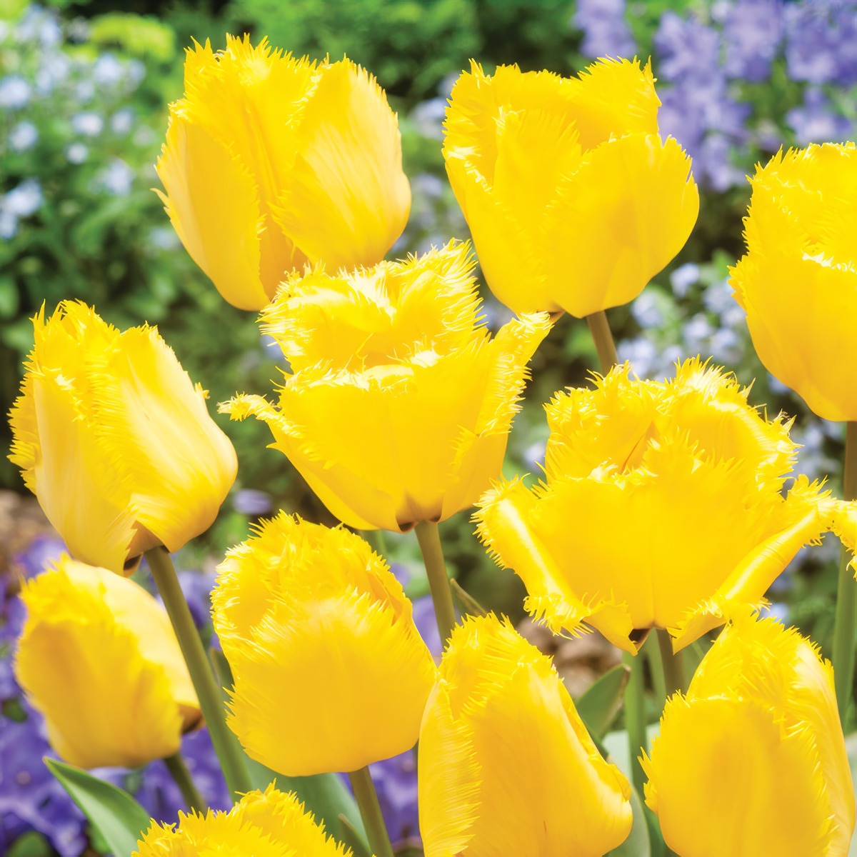 Tulip Crystal Star 2 Pktulcst 2026 - Garden Express Australia