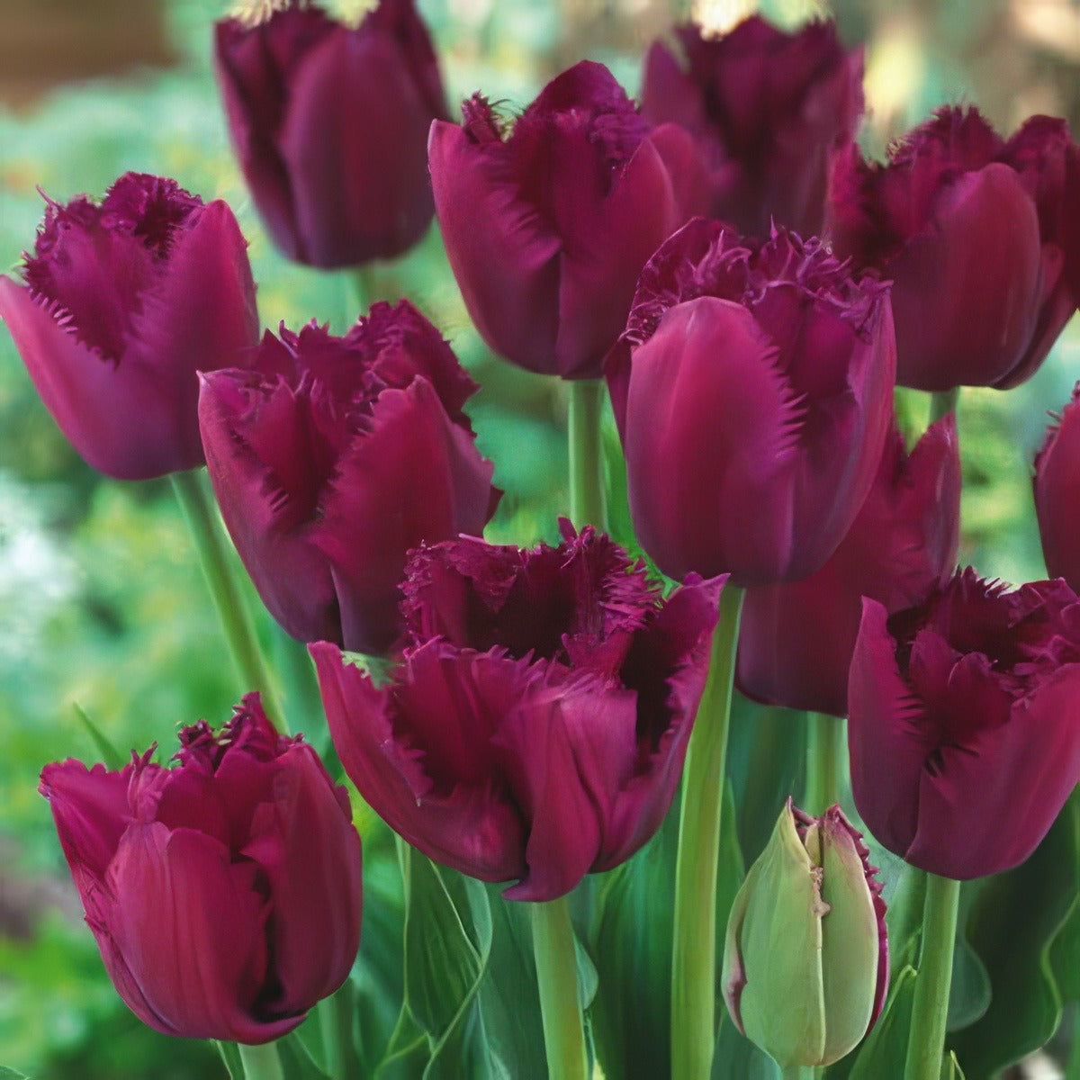 Tulip Curly Sue Pktulcsu 2017 - Garden Express Australia
