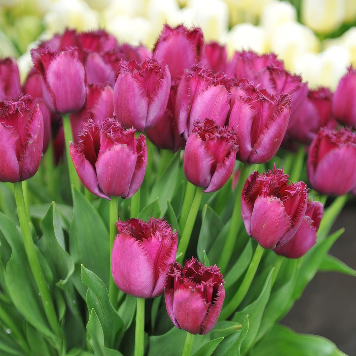 Tulip Curly Sue Pktulcsu 2026 - Garden Express Australia