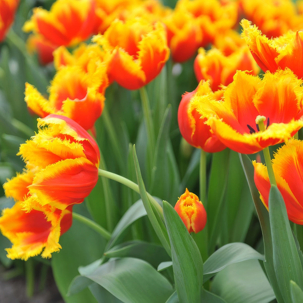 Tulip Davenport 3 Pktuldav - Garden Express Australia
