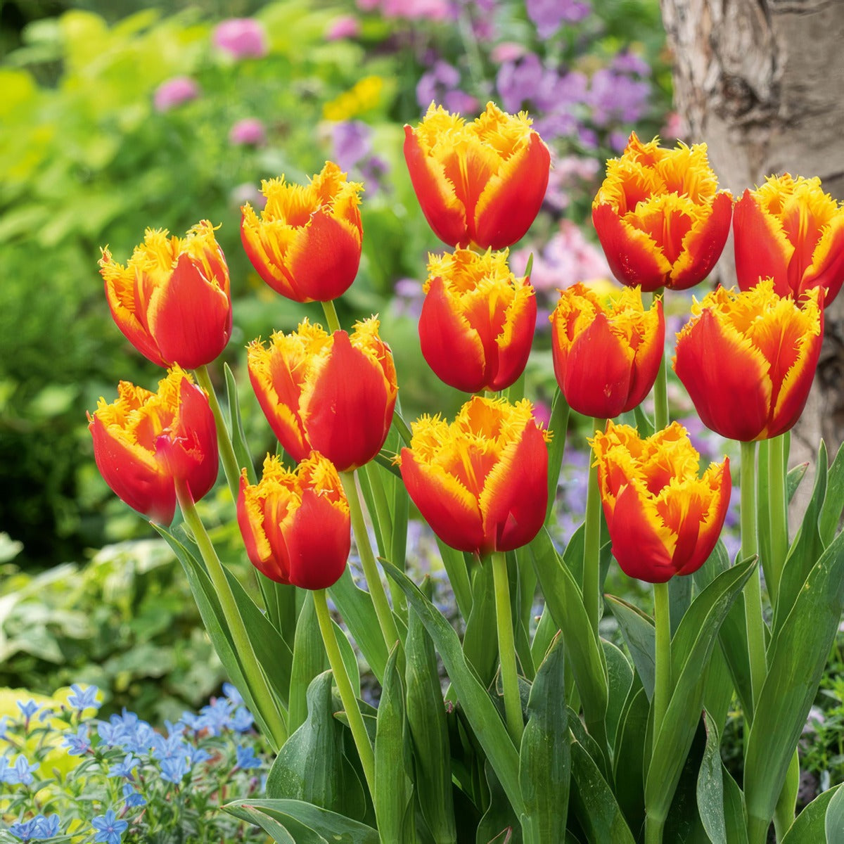 Tulip Davenport 5 Pktuldav - Garden Express Australia