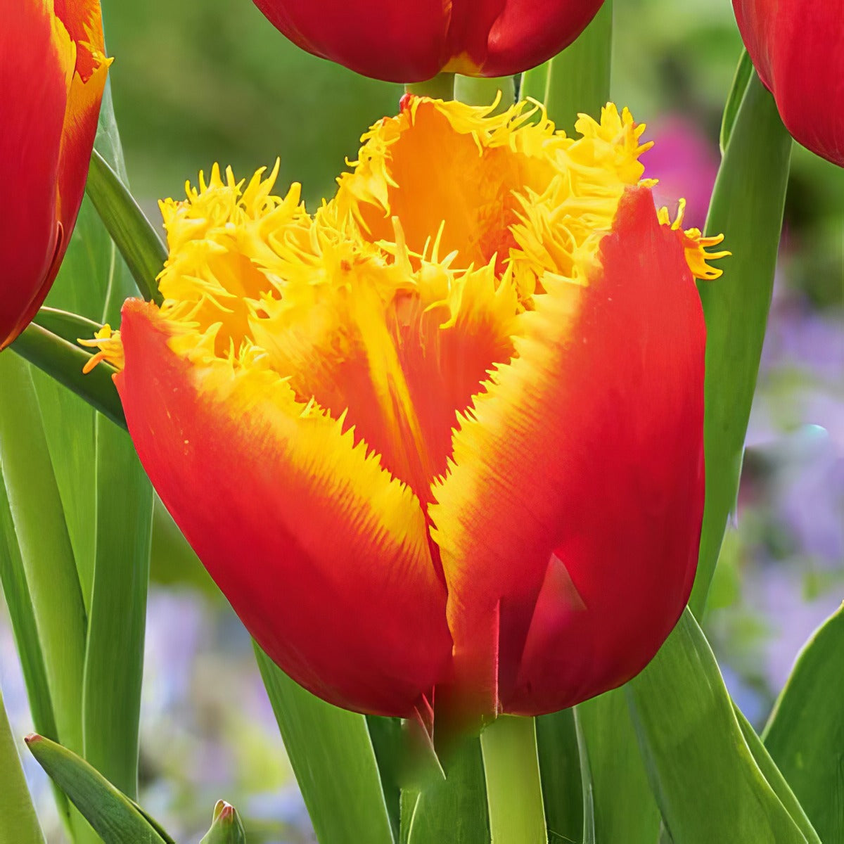 Tulip Davenport 6 Pktuldav - Garden Express Australia