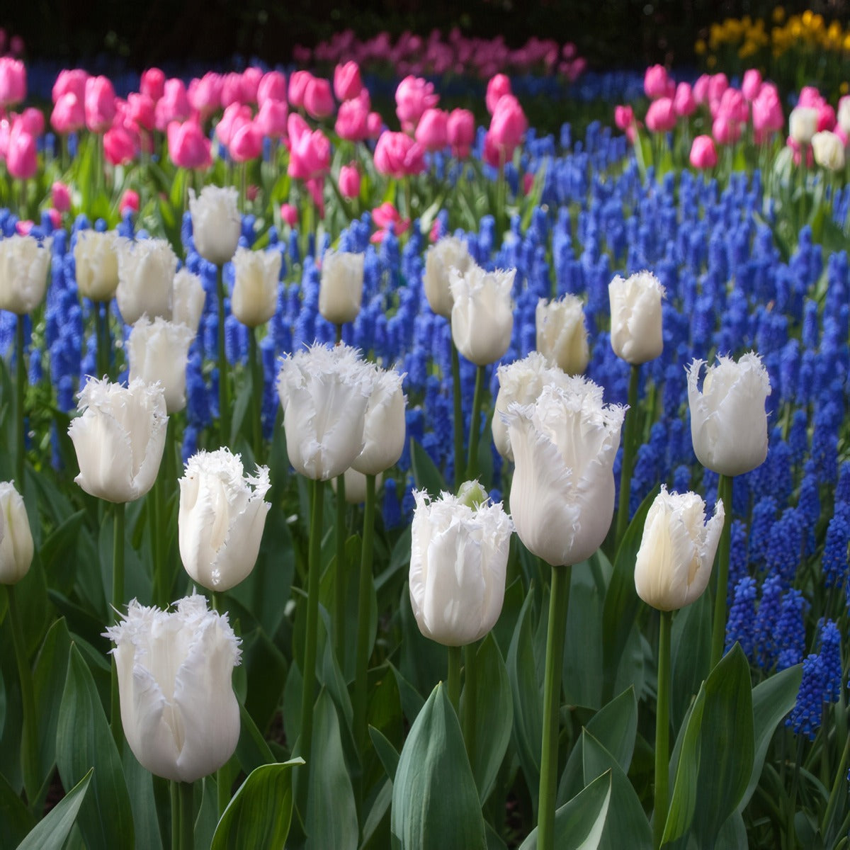 Tulip Daytona Pktulday 2026 - Garden Express Australia