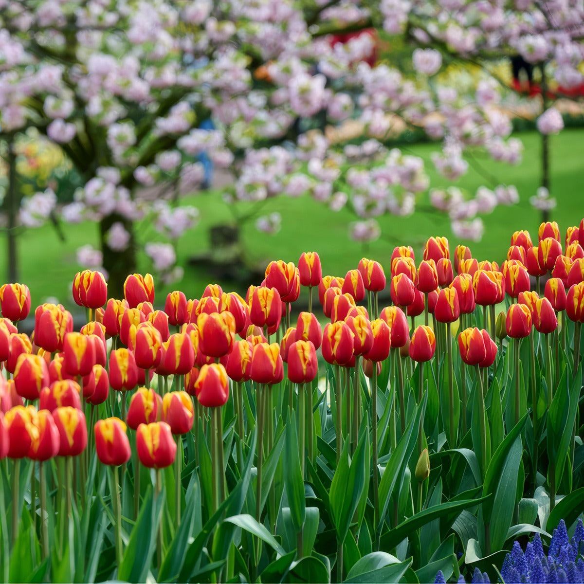 Tulip Denmark 2 Pktulden 2026 - Garden Express Australia