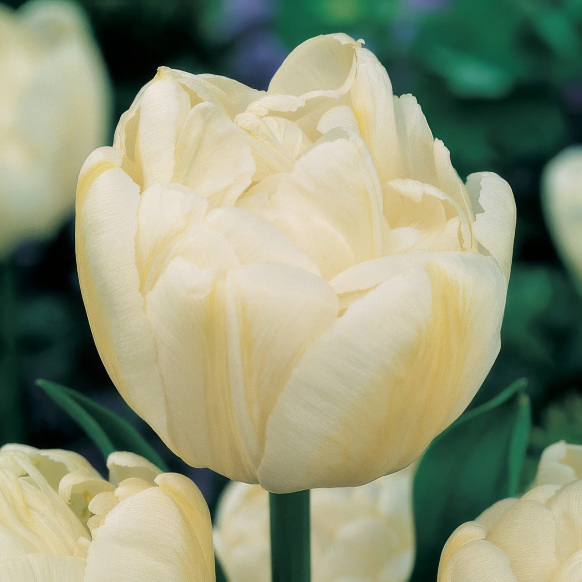 Tulip Evita Pktulevi - Garden Express Australia