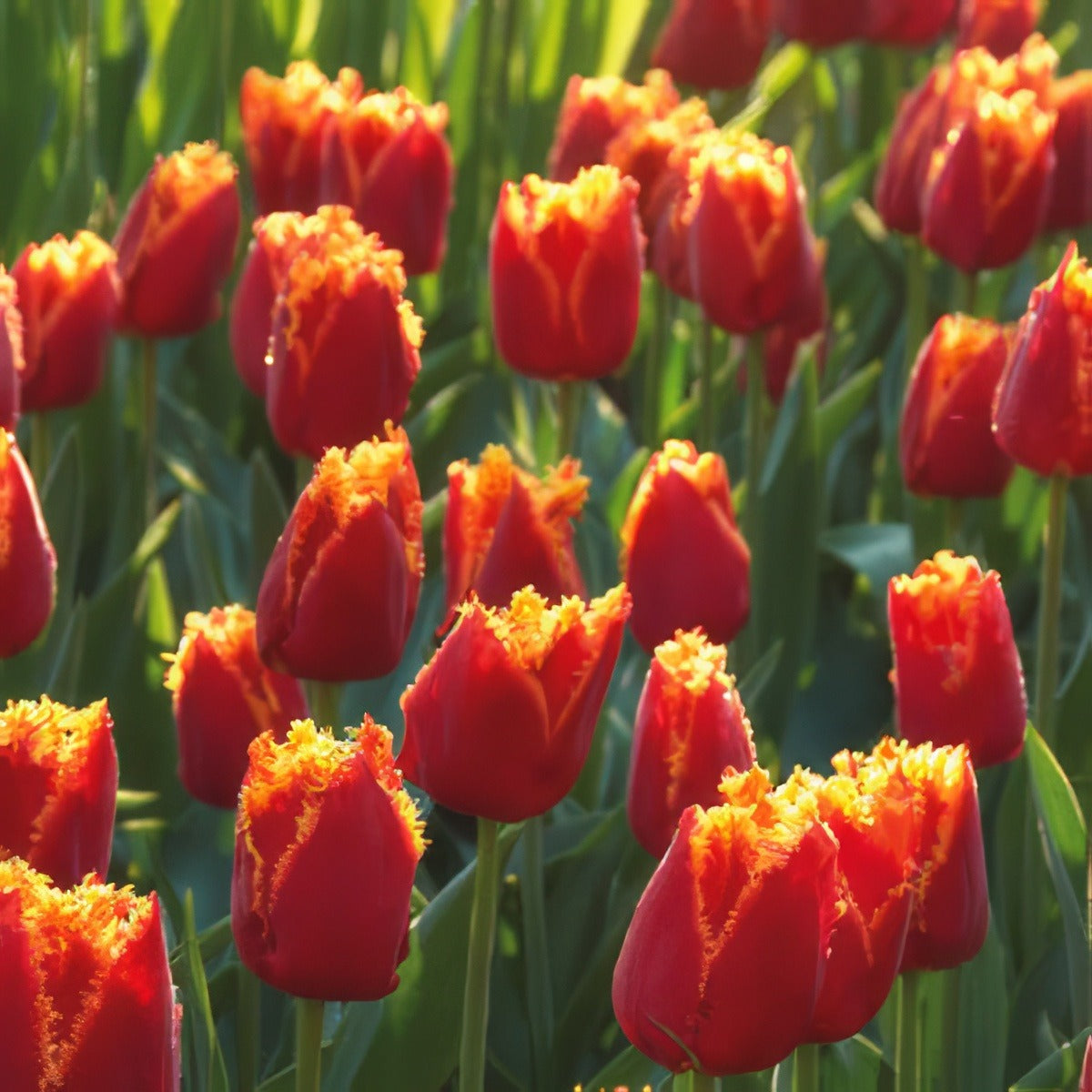 Tulip Fabio 15 - Garden Express Australia