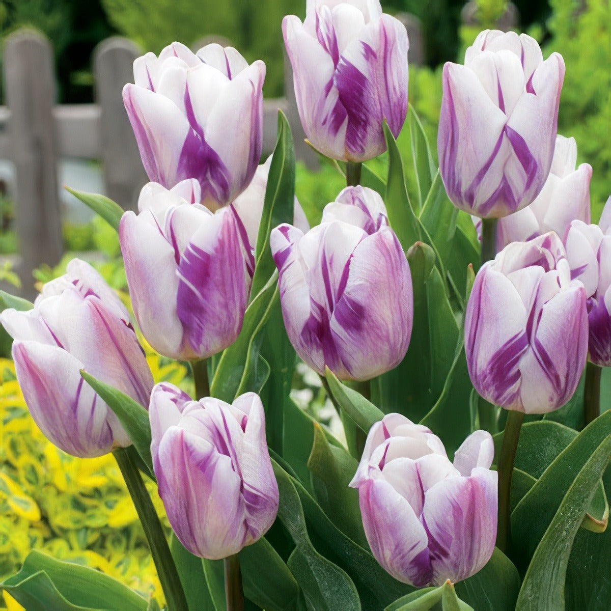 Tulip Flaming Flag Pktulffl 2018 - Garden Express Australia