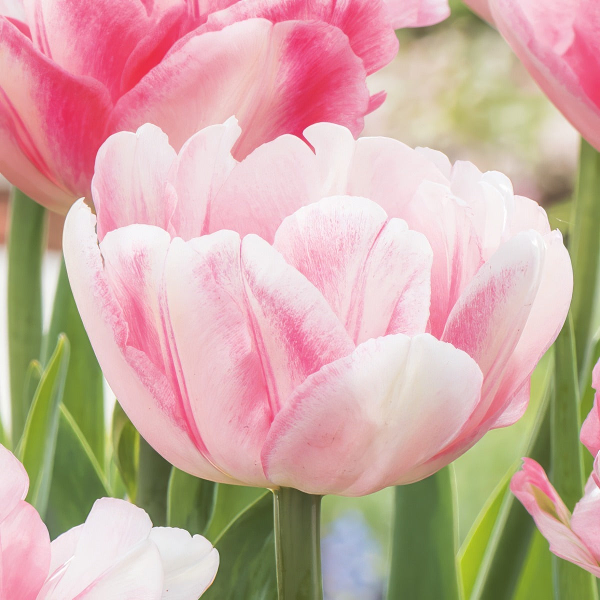 Tulip Foxtrot 2 Pktulfox 2026 - Garden Express Australia