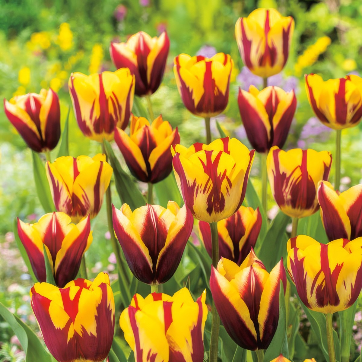 Tulip Gavota Pktulgav 2022 - Garden Express Australia