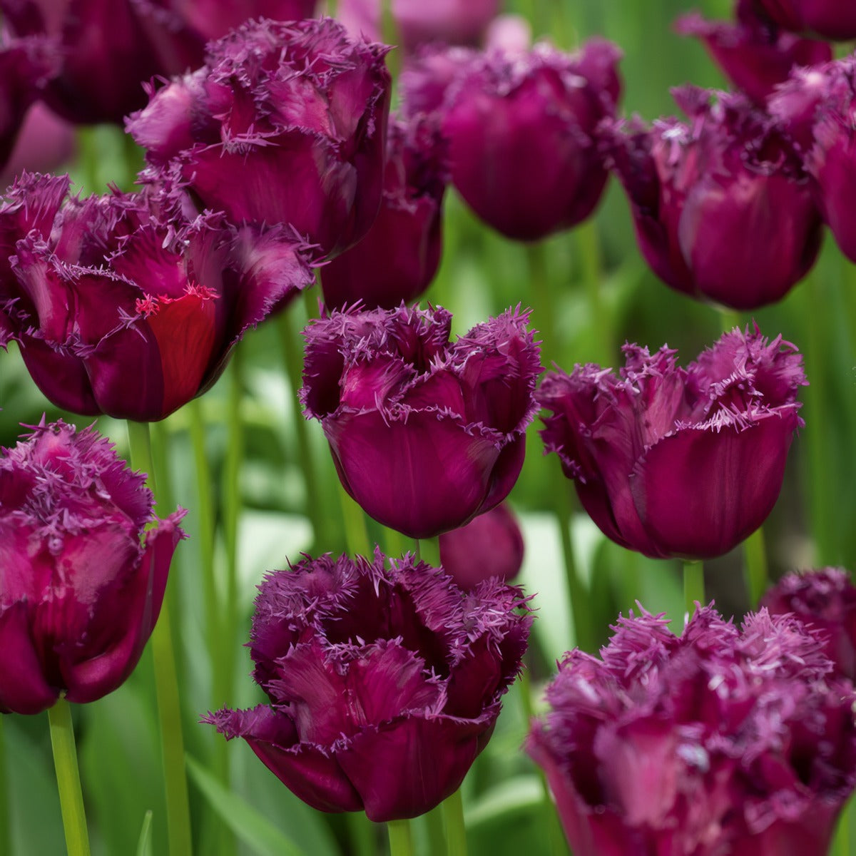 Tulip Gorilla 2 Pktulgor - Garden Express Australia