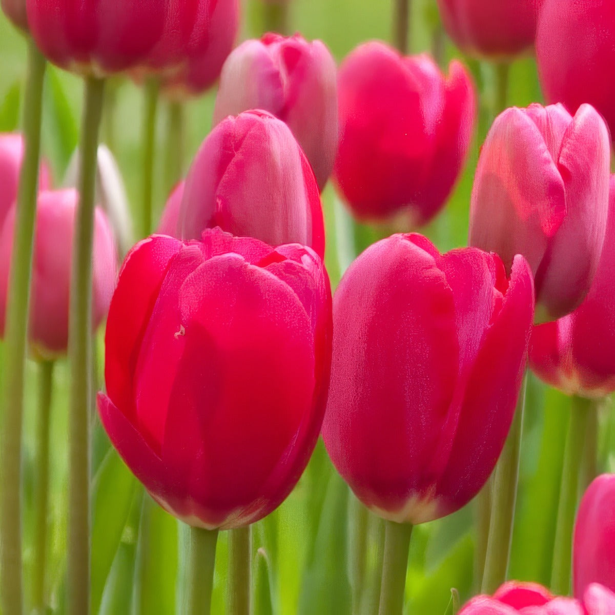 Tulip Grand Style 2 Pktulgst 2026 - Garden Express Australia