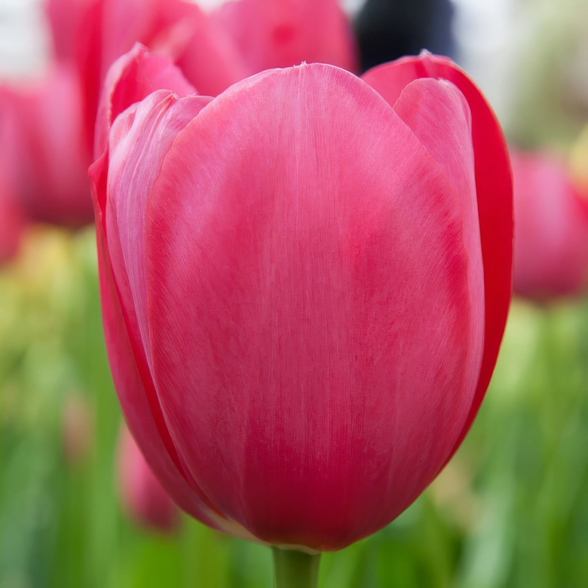 Tulip Grand Style Pktulgst 2026 - Garden Express Australia