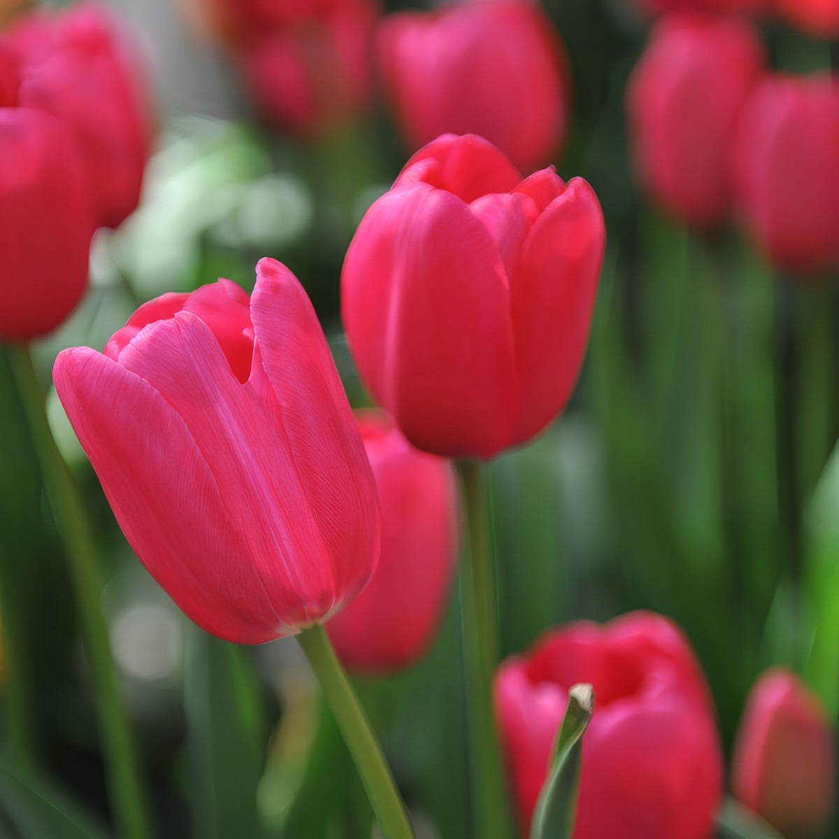 Tulip Grand Style 4 Pktulgst 2026 - Garden Express Australia
