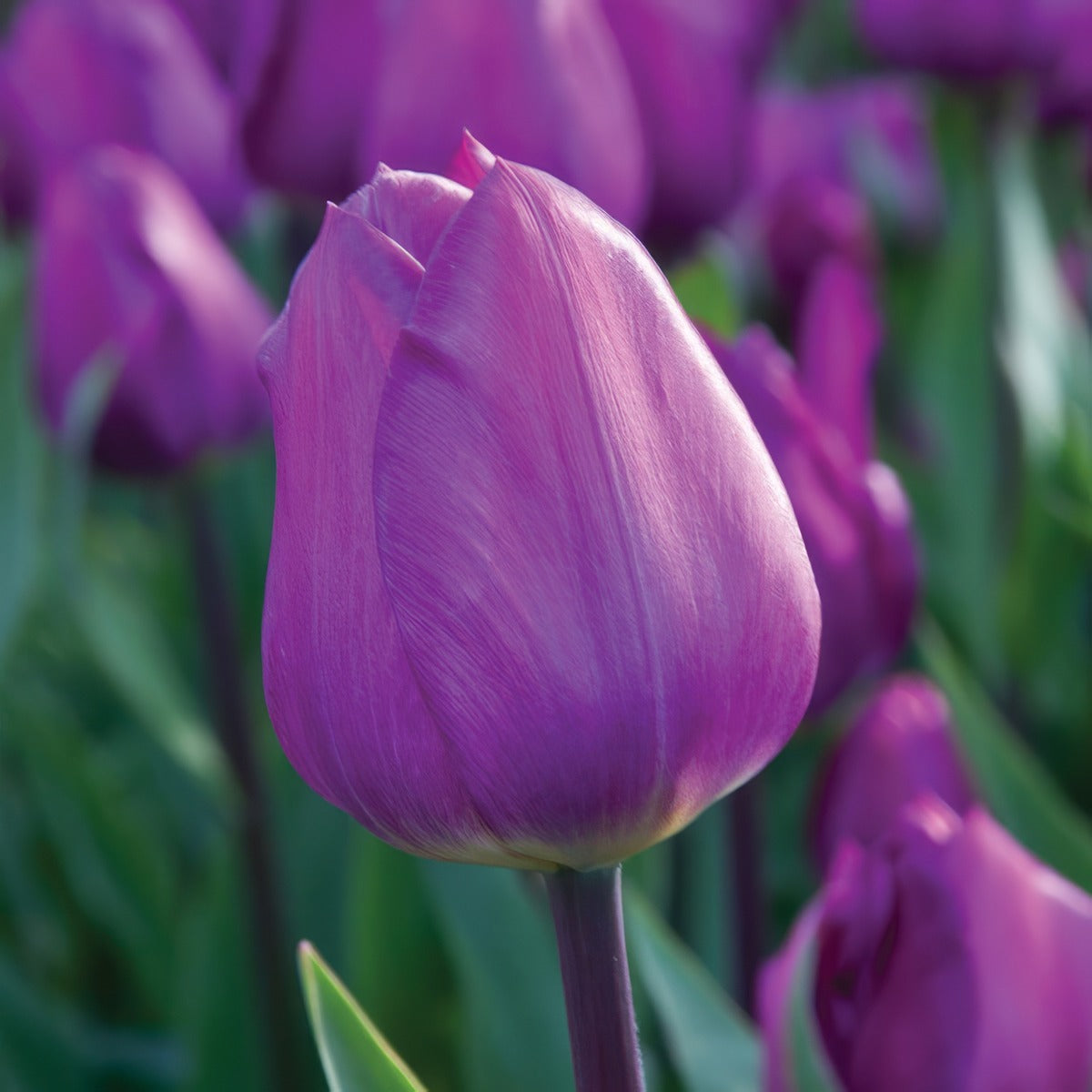 Tulip Heydar Aliyev Pktulhal - Garden Express Australia